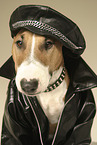 Miniature Bull Terrier
