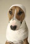 Miniature Bull Terrier