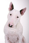 Miniature Bull Terrier