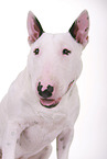 Miniature Bull Terrier