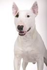 Miniature Bull Terrier