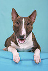 Miniature Bull Terrier