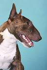 Miniature Bull Terrier