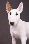 Miniature Bull Terrier