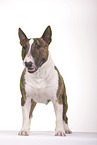 Miniature Bull Terrier