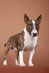 Miniature Bull Terrier