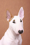 Miniature Bull Terrier