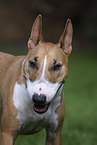 Miniature Bull Terrier