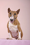 Miniature Bull Terrier