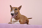 Miniature Bull Terrier
