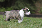 Miniature Bull Terrier
