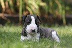 Miniature Bull Terrier