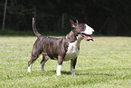 Miniature Bull Terrier