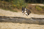 Miniature Bull Terrier