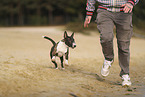 Miniature Bull Terrier