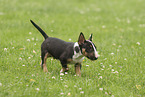 Miniature Bullterrier