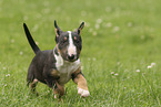 Miniature Bullterrier