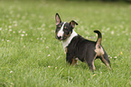 Miniature Bullterrier