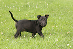 Miniature Bullterrier