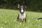 Miniature Bullterrier