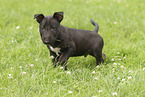 Miniature Bullterrier