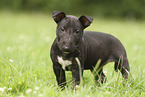 Miniature Bullterrier