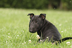 Miniature Bullterrier