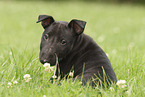 Miniature Bullterrier