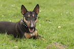Miniature Bullterrier