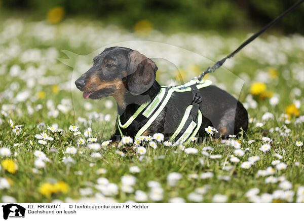 Zwergdackel an der Leine / Dachshund on leash / RR-65971
