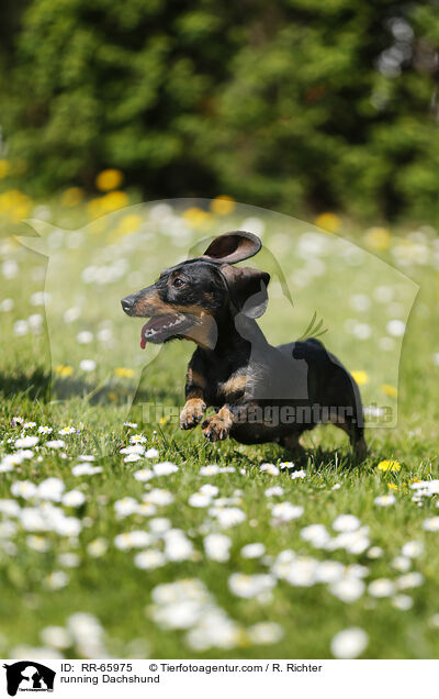 running Dachshund / RR-65975