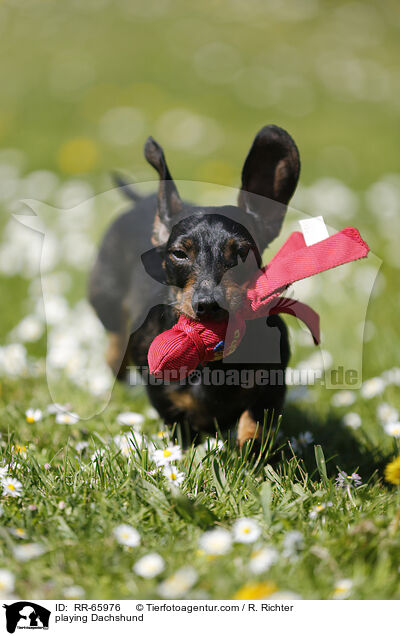 playing Dachshund / RR-65976