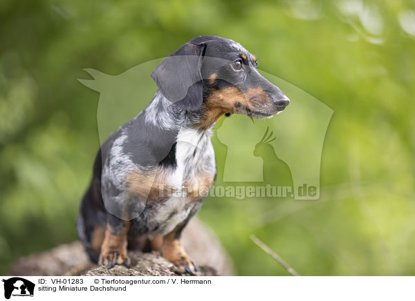 sitzender Zwergdackel / sitting Miniature Dachshund / VH-01283