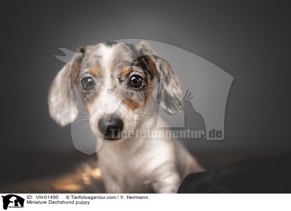 Miniature Dachshund puppy / VH-01490