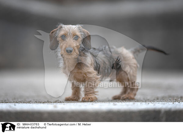 Zwergdackel / miniature dachshund / MAH-03763