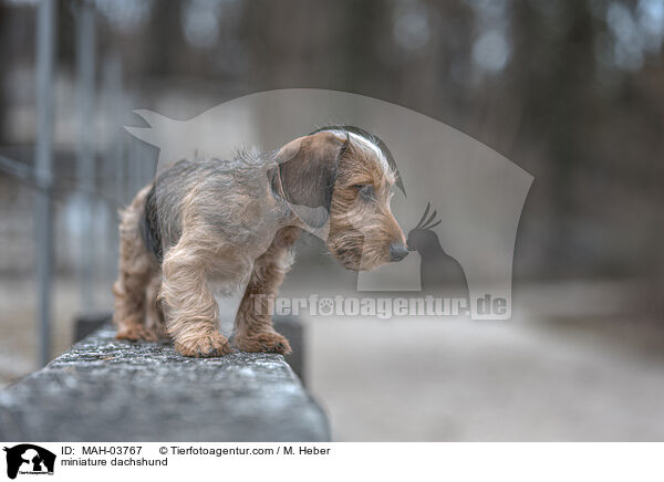miniature dachshund / MAH-03767
