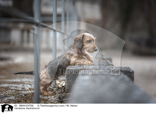 miniature dachshund / MAH-03768