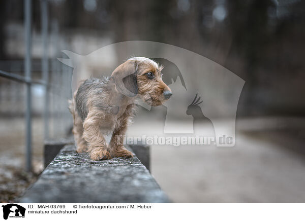 miniature dachshund / MAH-03769