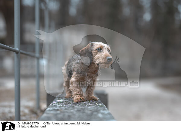miniature dachshund / MAH-03770