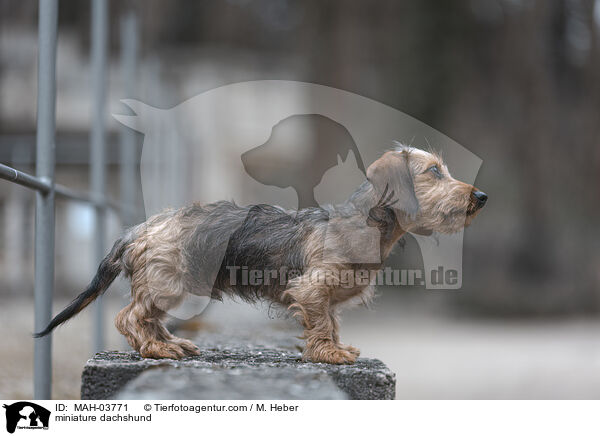 Zwergdackel / miniature dachshund / MAH-03771
