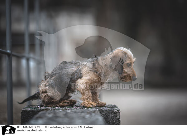 Zwergdackel / miniature dachshund / MAH-03772