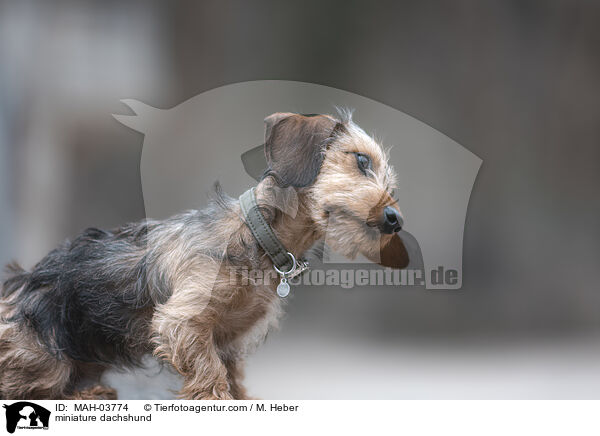 Zwergdackel / miniature dachshund / MAH-03774