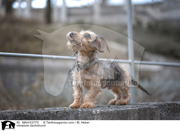 Zwergdackel / miniature dachshund / MAH-03775
