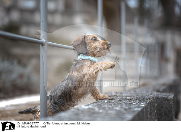 Zwergdackel / miniature dachshund / MAH-03777