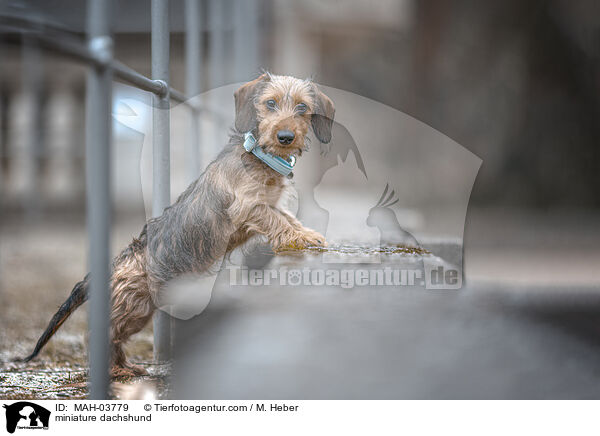 Zwergdackel / miniature dachshund / MAH-03779