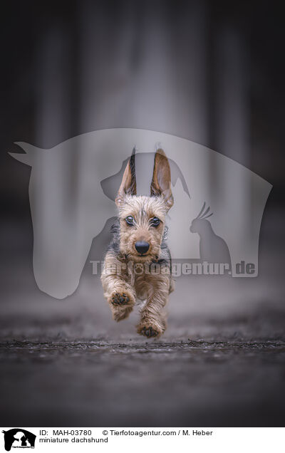 Zwergdackel / miniature dachshund / MAH-03780