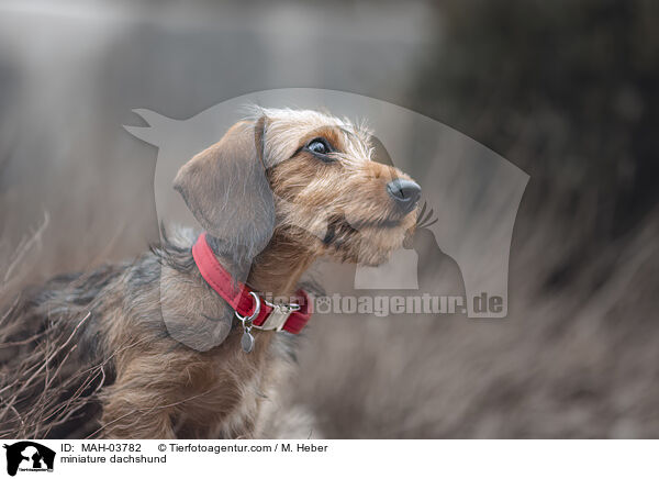 Zwergdackel / miniature dachshund / MAH-03782