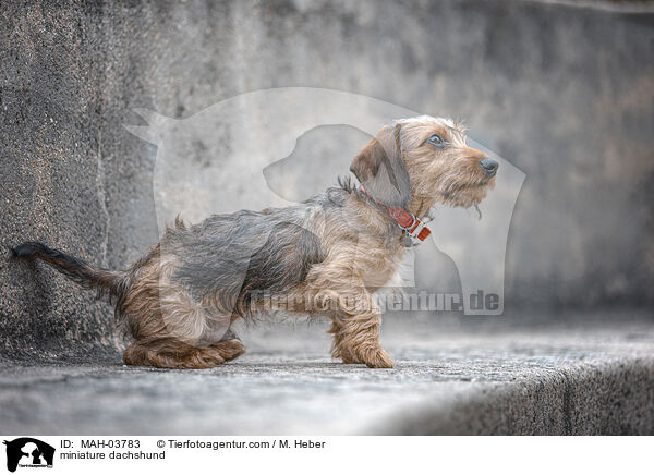 Zwergdackel / miniature dachshund / MAH-03783