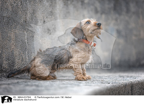 Zwergdackel / miniature dachshund / MAH-03784