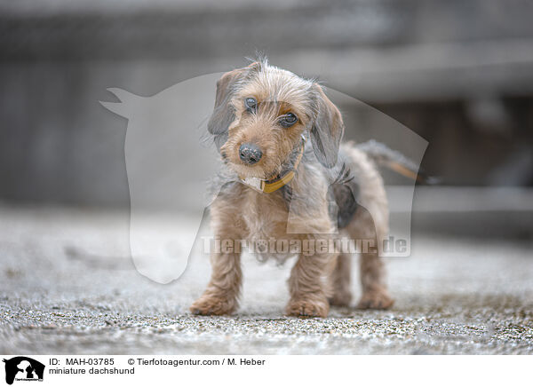 Zwergdackel / miniature dachshund / MAH-03785